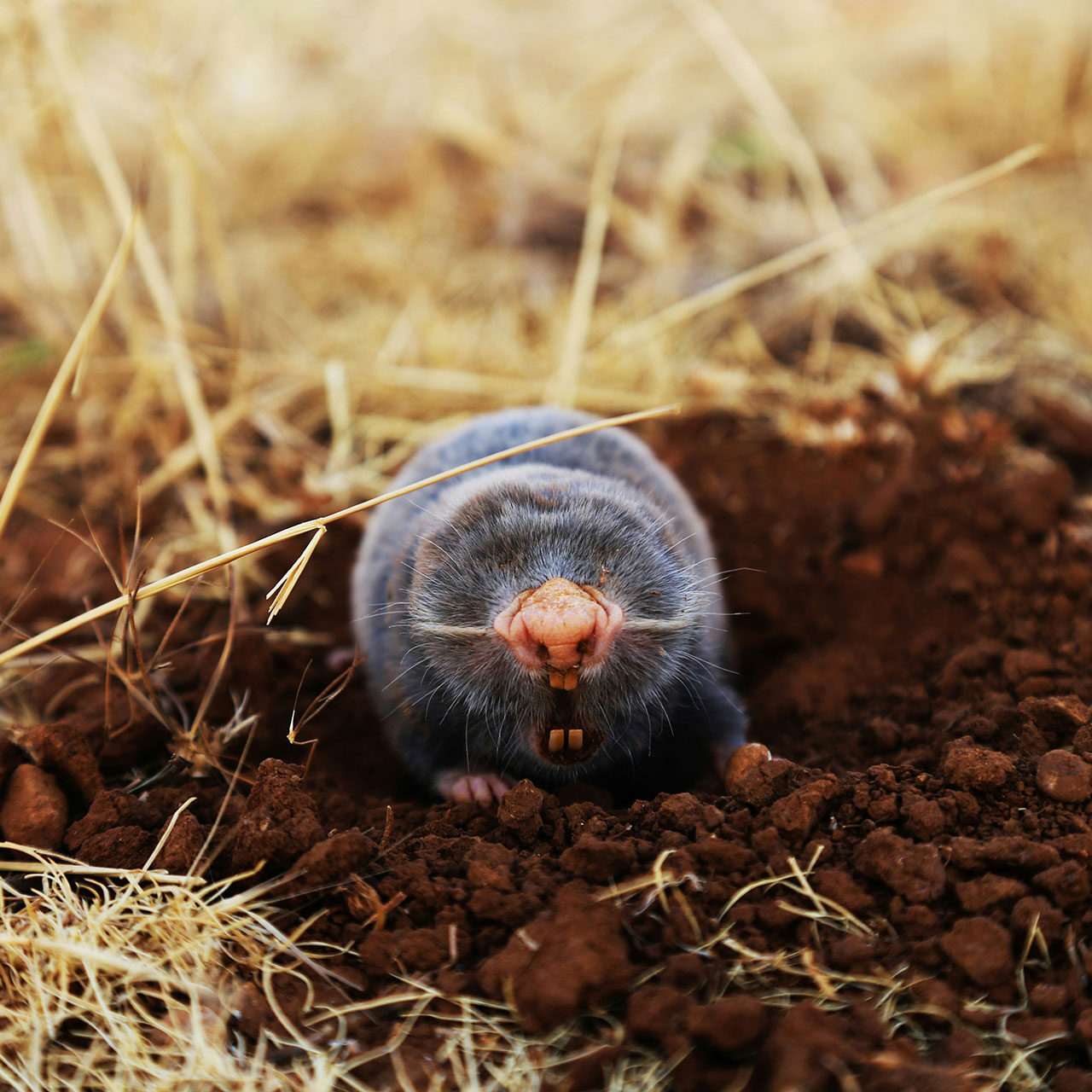 west-county-mole-removal-services